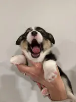 Margaret, a female Pembroke Welsh Corgi for sale in Greenville, MI – Photo 1 of 2