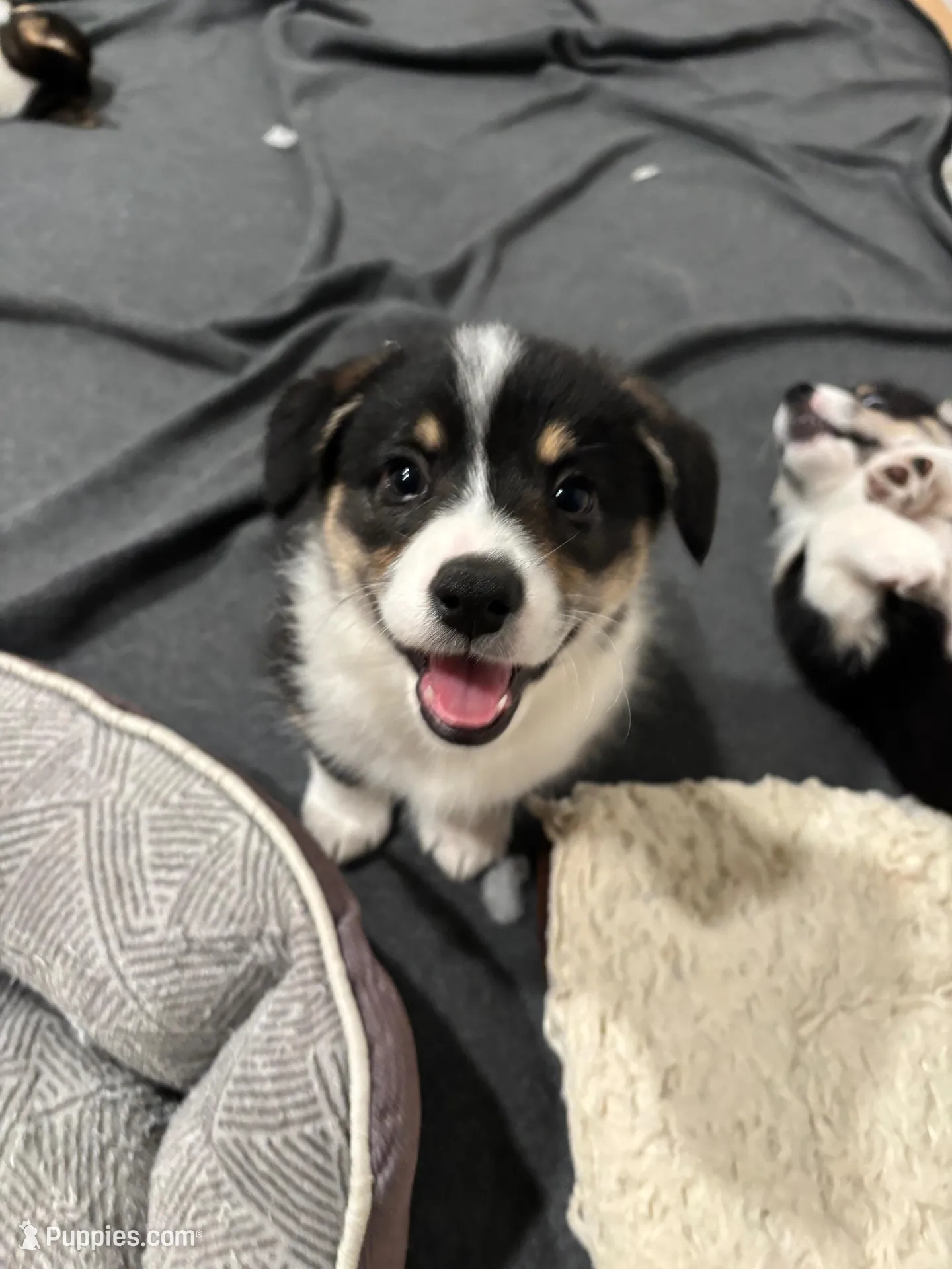 Tilly – Pembroke Welsh Corgi puppy for sale in Greenville, MI