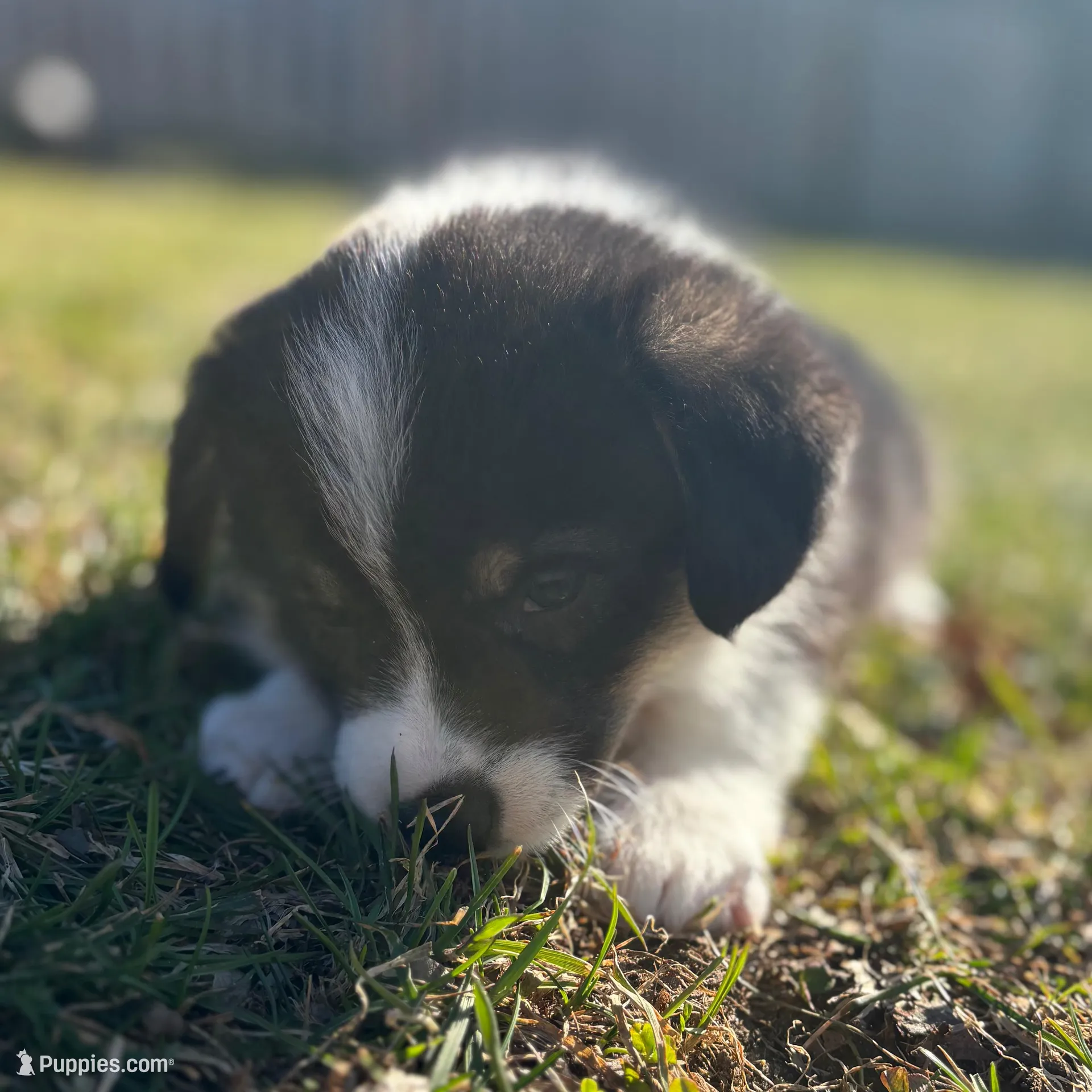 Tilly, a female Pembroke Welsh Corgi for sale in Greenville, MI – Photo 3 of 3