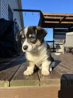 Tilly, a female Pembroke Welsh Corgi for sale in Greenville, MI – Photo 2 of 9