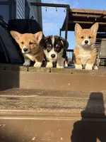 Tilly, a female Pembroke Welsh Corgi for sale in Greenville, MI – Photo 7 of 9