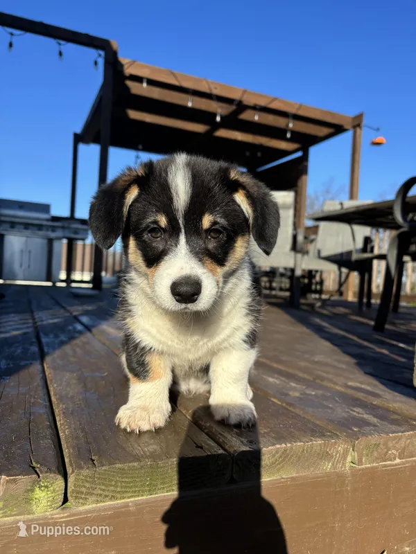 Tilly – Pembroke Welsh Corgi puppy for sale in Greenville, MI
