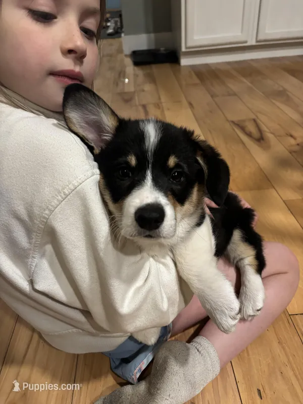 Tilly – Pembroke Welsh Corgi puppy for sale in Greenville, MI