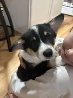 Tilly, a female Pembroke Welsh Corgi for sale in Greenville, MI – Photo 6 of 9