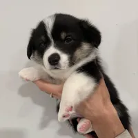 Tilly, a female Pembroke Welsh Corgi for sale in Greenville, MI – Photo 2 of 3