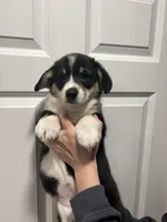 Tilly, a female Pembroke Welsh Corgi for sale in Greenville, MI – Photo 4 of 9