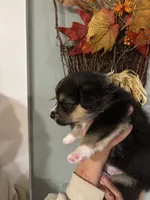 Patsy, a female Pembroke Welsh Corgi for sale in Greenville, MI – 4 of 4