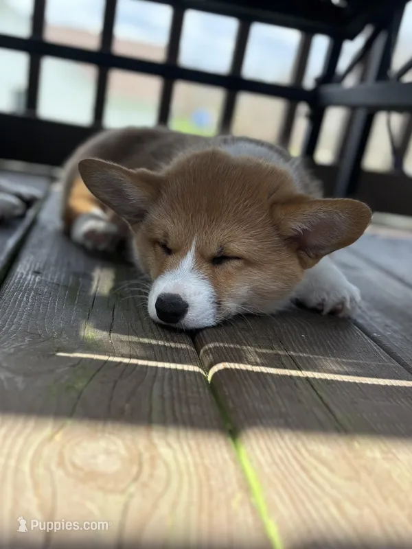 Teddy  – Pembroke Welsh Corgi puppy for sale in Greenville, MI