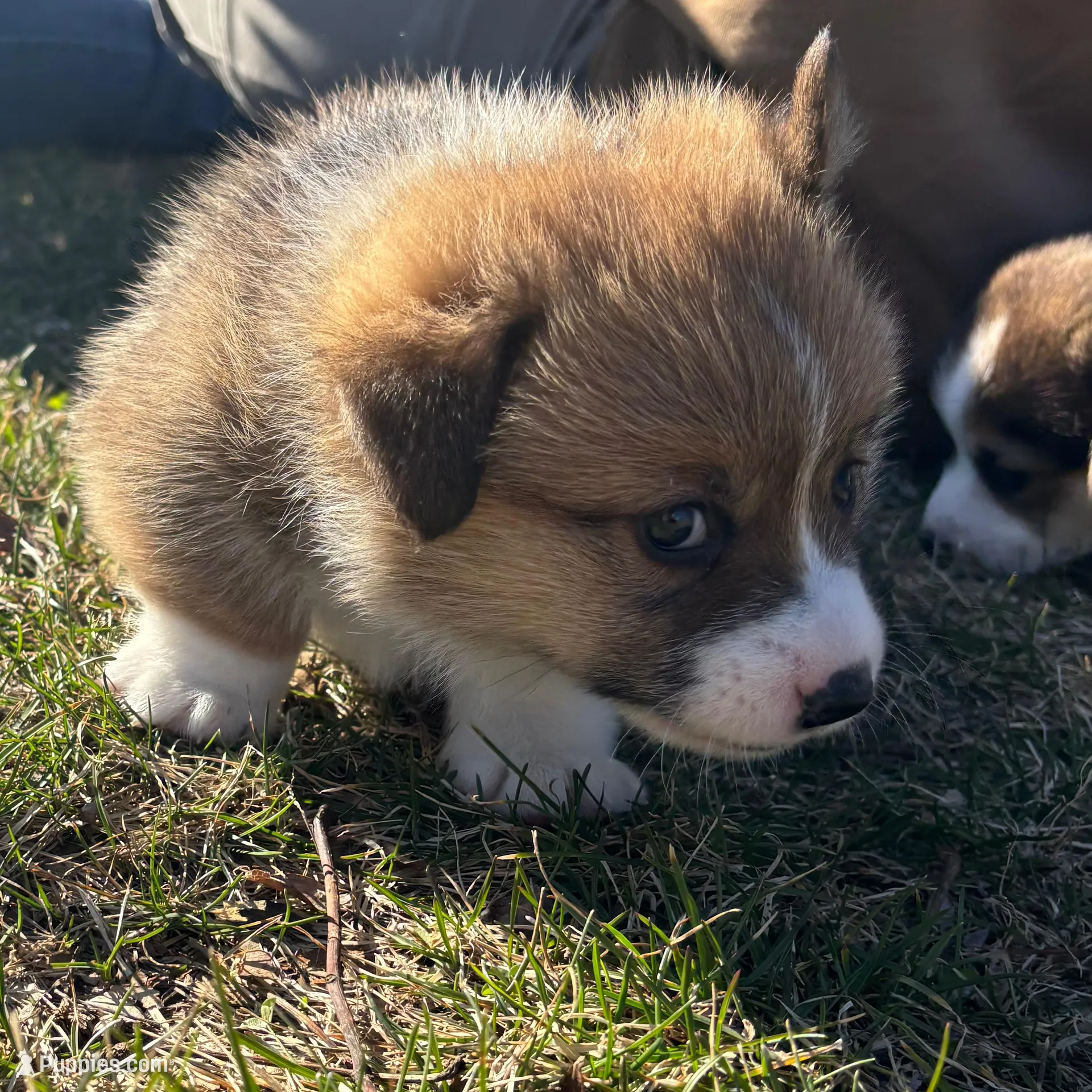 Teddy  – Pembroke Welsh Corgi puppy for sale in Greenville, MI