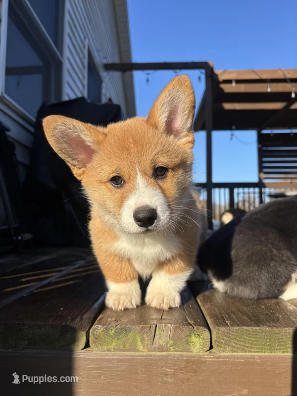 Teddy  – Pembroke Welsh Corgi puppy for sale in Greenville, MI