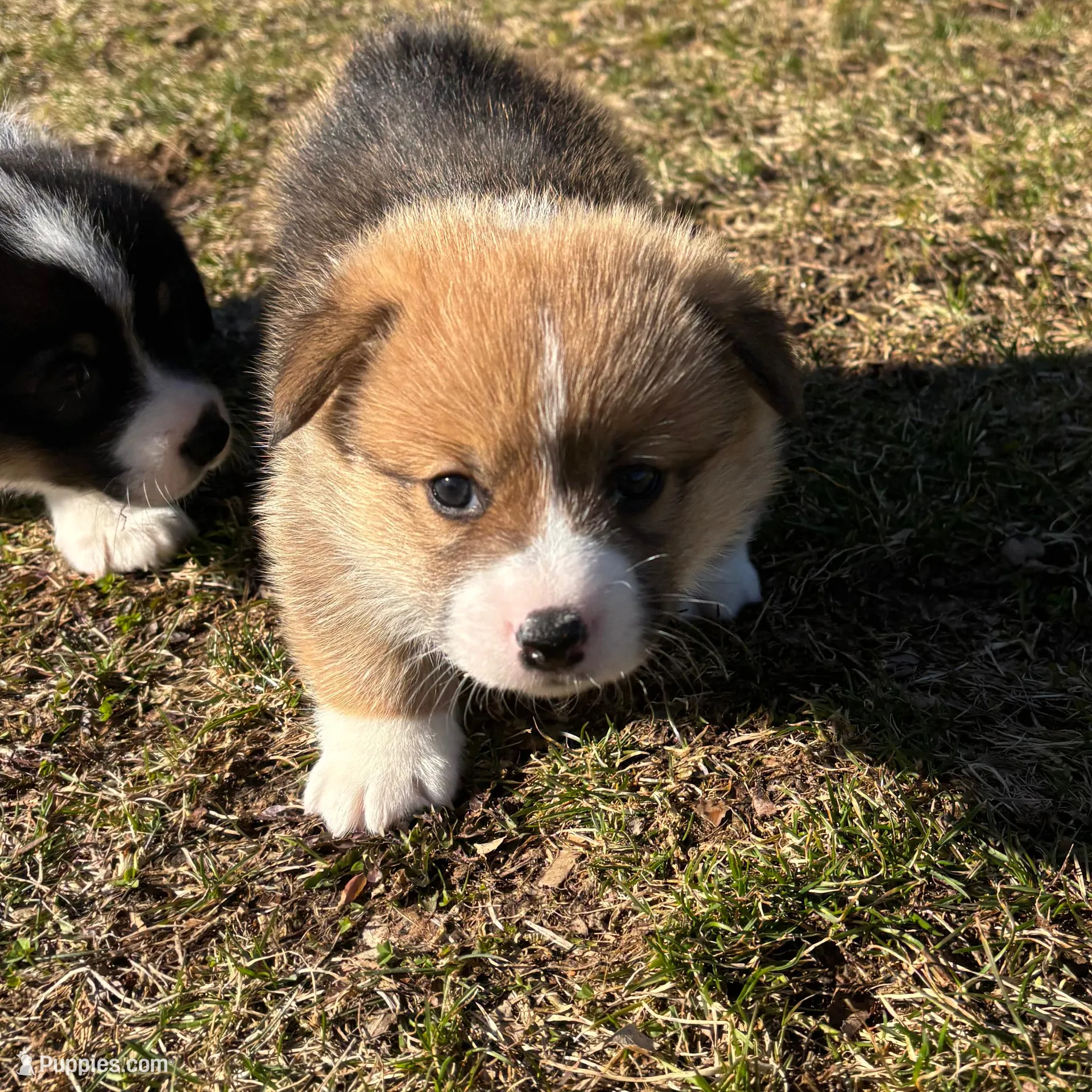Teddy , a male Pembroke Welsh Corgi for sale in Greenville, MI – Photo 3 of 3