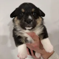 Rosie, a female Pembroke Welsh Corgi for sale in Greenville, MI – Photo 2 of 2