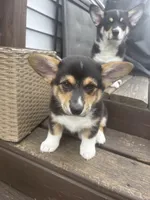 Rosie, a female Pembroke Welsh Corgi for sale in Greenville, MI – Photo 4 of 4