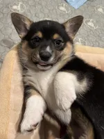 Rosie, a female Pembroke Welsh Corgi for sale in Greenville, MI – Photo 1 of 2