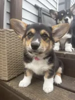 Rosie, a female Pembroke Welsh Corgi for sale in Greenville, MI – Photo 3 of 4