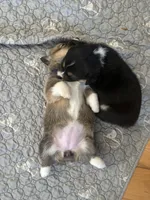 Patsy, a female Pembroke Welsh Corgi for sale in Greenville, MI – 3 of 4