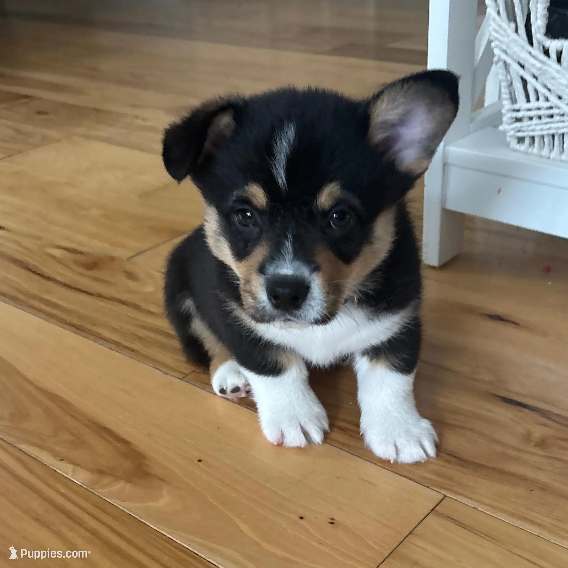 Simon – Pembroke Welsh Corgi puppy for sale in Greenville, MI