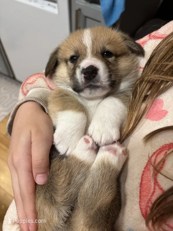 Willie – Pembroke Welsh Corgi puppy for sale in Greenville, MI