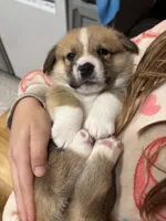 Willie, a male Pembroke Welsh Corgi for sale in Greenville, MI – 1 of 5