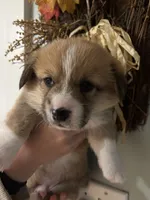 Willie, a male Pembroke Welsh Corgi for sale in Greenville, MI – 3 of 5