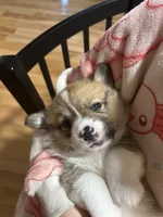 Dolly, a female Pembroke Welsh Corgi for sale in Greenville, MI – 3 of 4