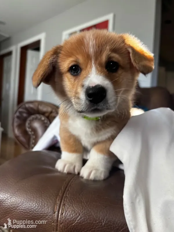 Willie – Pembroke Welsh Corgi puppy for sale in Greenville, MI