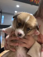 Dolly, a female Pembroke Welsh Corgi for sale in Greenville, MI – 4 of 4