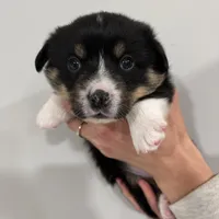 Angel, a female Pembroke Welsh Corgi for sale in Greenville, MI – Photo 2 of 2