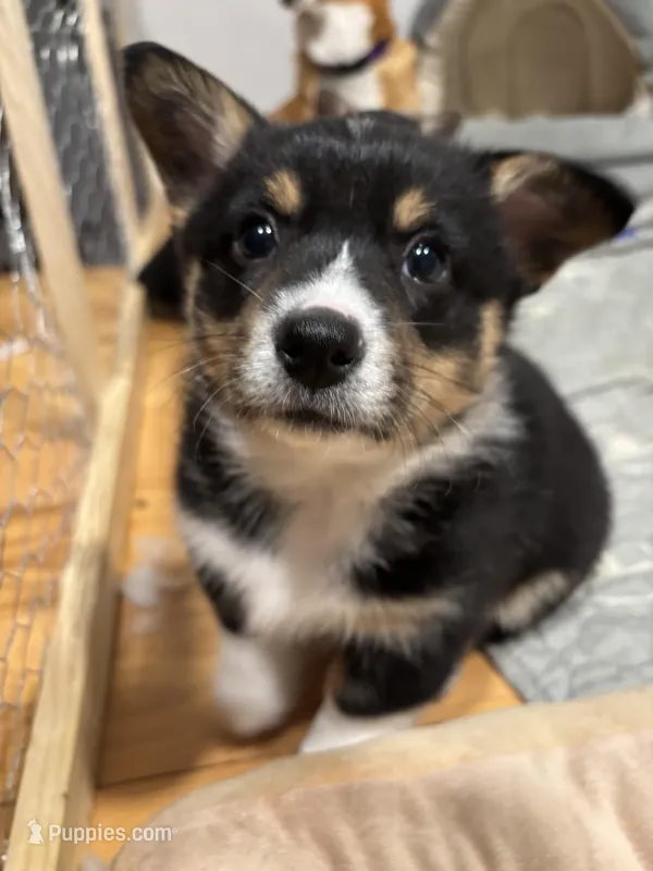 Angel – Pembroke Welsh Corgi puppy for sale in Greenville, MI