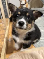 Angel, a female Pembroke Welsh Corgi for sale in Greenville, MI – Photo 1 of 2