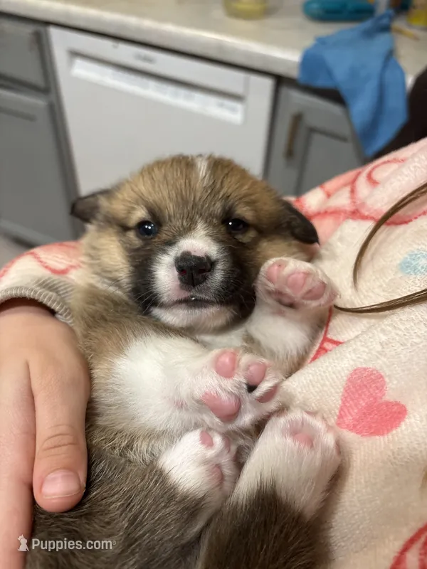 Reba – Pembroke Welsh Corgi puppy for sale in Greenville, MI