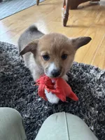 Honey , a female Pembroke Welsh Corgi for sale in Greenville, MI – Photo 3 of 5