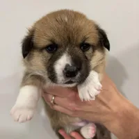 Honey , a female Pembroke Welsh Corgi for sale in Greenville, MI – Photo 2 of 5