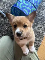 Honey , a female Pembroke Welsh Corgi for sale in Greenville, MI – Photo 4 of 5