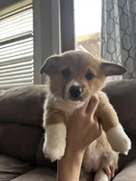 Honey , a female Pembroke Welsh Corgi for sale in Greenville, MI – Photo 5 of 5