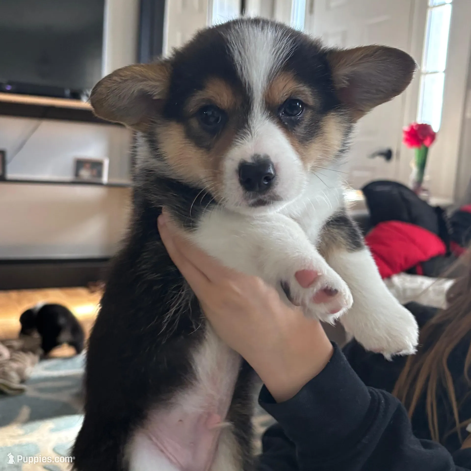 Arthur – Pembroke Welsh Corgi puppy for sale in Greenville, MI