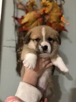 Willie, a male Pembroke Welsh Corgi for sale in Greenville, MI – 2 of 5
