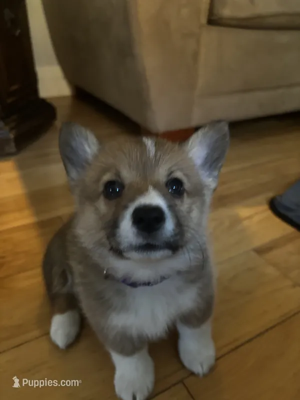 Reba – Pembroke Welsh Corgi puppy for sale in Greenville, MI