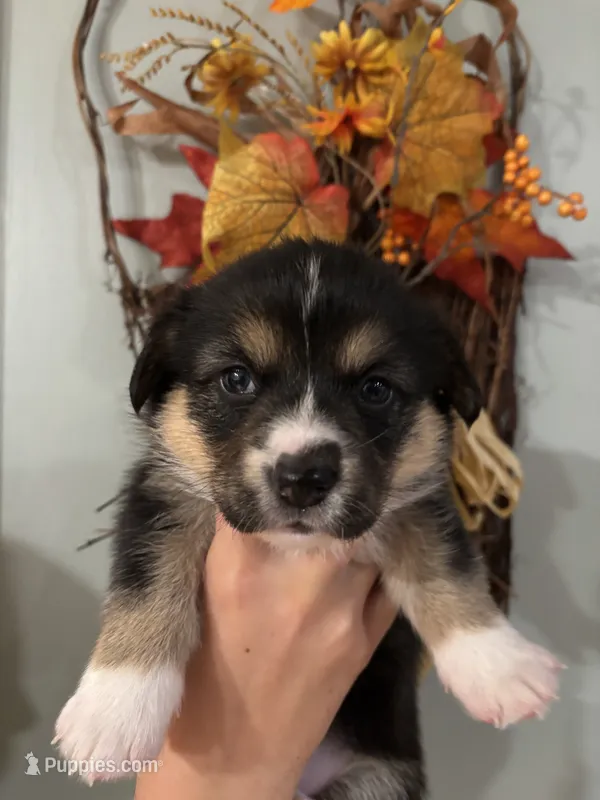 Patsy – Pembroke Welsh Corgi puppy for sale in Greenville, MI