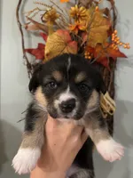 Patsy, a female Pembroke Welsh Corgi for sale in Greenville, MI – 1 of 4