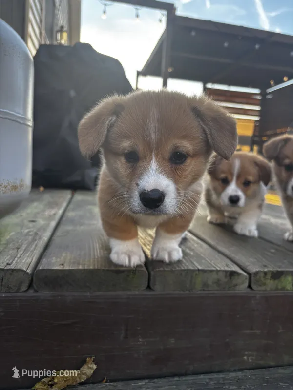 Willie – Pembroke Welsh Corgi puppy for sale in Greenville, MI