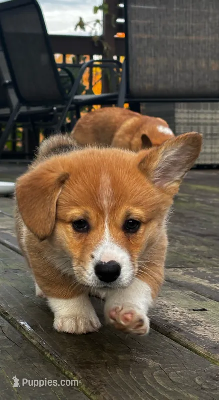 Willie – Pembroke Welsh Corgi puppy for sale in Greenville, MI