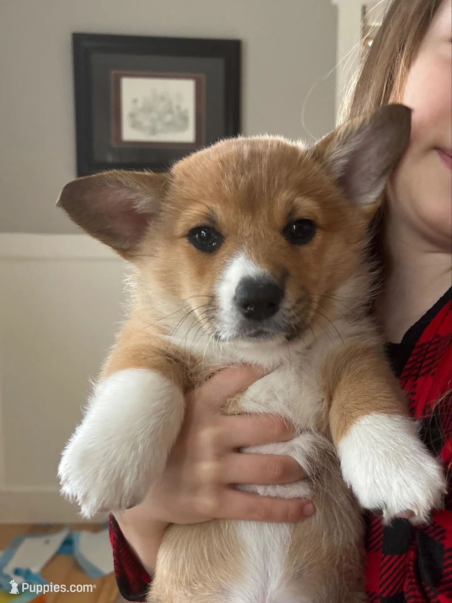 Honey  – Pembroke Welsh Corgi puppy for sale in Greenville, MI