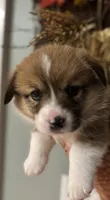 Dolly, a female Pembroke Welsh Corgi for sale in Greenville, MI – 1 of 4
