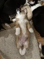 Honey, a female Pembroke Welsh Corgi for sale in Greenville, MI – Photo 2 of 3