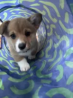 Honey, a female Pembroke Welsh Corgi for sale in Greenville, MI – Photo 3 of 3