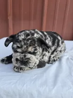 Francis, a female French Bulldog for sale in Bryan, OH – 2 of 2