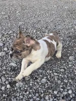 Cookie, a female French Bulldog for sale in Bryan, OH – 5 of 7