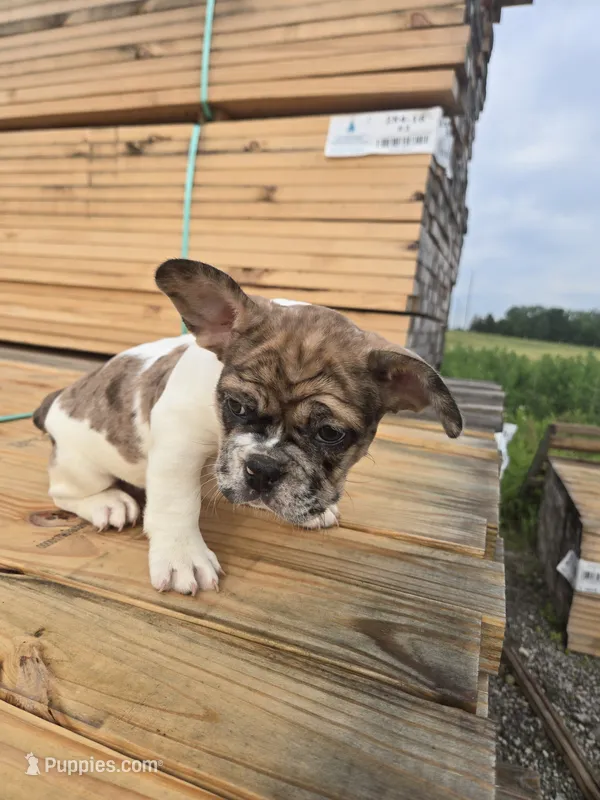 Cookie – French Bulldog puppy for sale in Bryan, OH