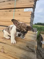 Cookie, a female French Bulldog for sale in Bryan, OH – 1 of 7